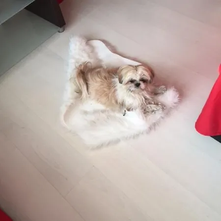 Lejlighed Iva