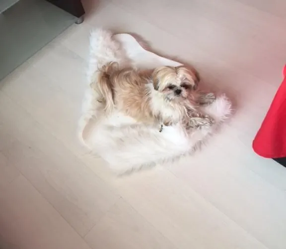 Διαμέρισμα Iva